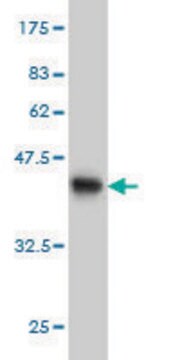 Monoclonal Anti-YWHAH antibody produced in mouse clone 6A12, purified immunoglobulin, buffered aqueous solution