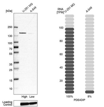 Anti-PDE4DIP antibody produced in rabbit affinity isolated antibody, buffered aqueous glycerol solution