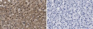 Anti-ROR&#947; Antibody, clone 1D13 ZooMAb&#174; Rabbit Monoclonal recombinant, expressed in HEK 293 cells