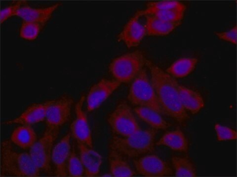 Anti-eRF3a/GSPT1 antibody produced in rabbit ~1&#160;mg/mL, affinity isolated antibody, buffered aqueous solution