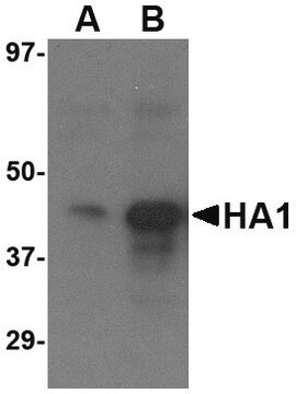 Anti-Avian Influenza H5N1 Hemagglutinin (IN1) antibody produced in goat affinity isolated antibody