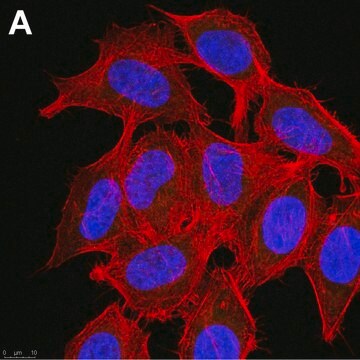 Anti-phospho-Chk1(Ser345) Antibody, clone 3D14 ZooMAb&#174; Rabbit Monoclonal recombinant, expressed in HEK 293 cells