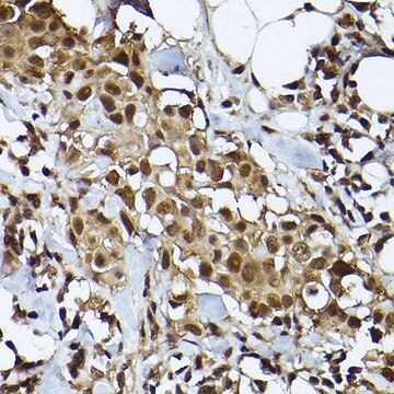 Anti- STAT3 antibody produced in rabbit