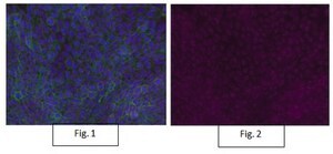 Anti-Integrin &#946;1, activated, clone HUTS-4, Alexa Fluor&#8482; 647 Conjugate clone HUTS-4, from mouse, ALEXA FLUOR&#8482; 647
