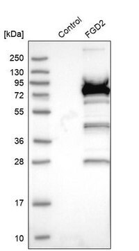 Anti-FGD2 antibody produced in rabbit Prestige Antibodies&#174; Powered by Atlas Antibodies, affinity isolated antibody, buffered aqueous glycerol solution