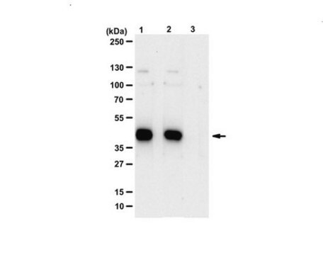 Anti-phospho-MKK7/SKK4 (Thr275/Ser277) Antibody Upstate&#174;, from rabbit