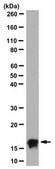 Anti-Interleukin-7/IL-7 Antibody, clone 7B1.1 clone 7B1.1, from mouse