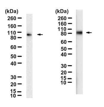 Anti-LAG3 Antibody, clone C9B7W ZooMAb&#174; Rat Monoclonal recombinant, expressed in HEK 293 cells