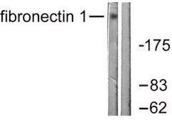 Anti-Fibronectin 1 antibody produced in rabbit affinity isolated antibody