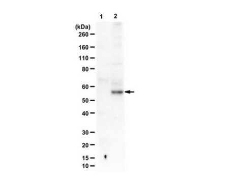 Anti-phospho-Smad2 (Ser465 Antibody, Ser467) from rabbit