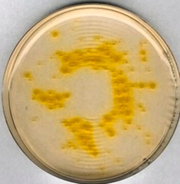 Cetrimide Agar suitable for microbiology, NutriSelect&#174; Plus