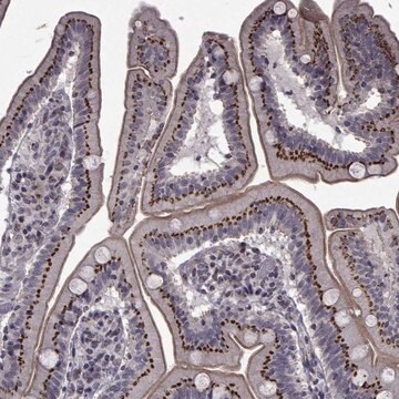 Anti-ATP6V1C2 antibody produced in rabbit Prestige Antibodies&#174; Powered by Atlas Antibodies, affinity isolated antibody