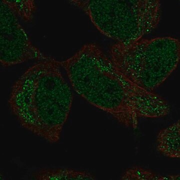 Anti-DMRTA2 antibody produced in rabbit Prestige Antibodies&#174; Powered by Atlas Antibodies, affinity isolated antibody