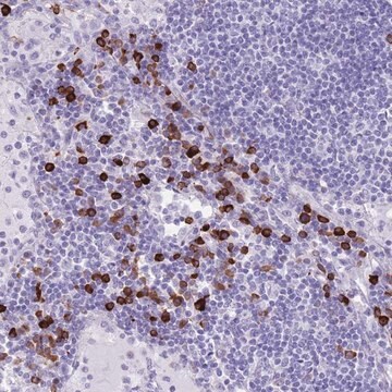 Anti-LY6G5B antibody produced in rabbit Prestige Antibodies&#174; Powered by Atlas Antibodies, affinity isolated antibody, buffered aqueous glycerol solution