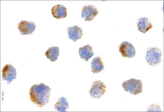 Anti-Bit1 antibody produced in rabbit affinity isolated antibody, buffered aqueous solution
