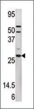 Anti-PMVK (C-term) antibody produced in rabbit IgG fraction of antiserum, buffered aqueous solution