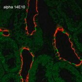 Monoclonal Anti-ENaC alpha-Allophycocyanin antibody produced in mouse clone 14E10