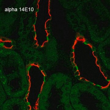 Monoclonal Anti-ENaC alpha antibody produced in mouse clone 14E10