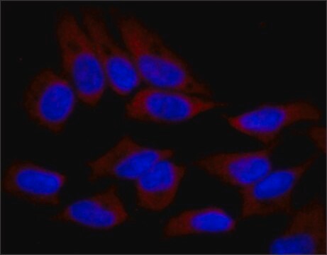 Anti-SND1 antibody, Mouse monoclonal clone SND1-3, purified from hybridoma cell culture