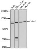Anti-Cullin 2 Antibody, clone 4Y7E4, Rabbit Monoclonal