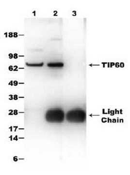 Anti-TIP60 Rabbit pAb liquid, Calbiochem&#174;