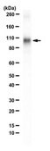 Anti-Sodium Pump Subunit alpha-2 Antibody from rabbit, purified by affinity chromatography