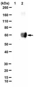 Anti-3-Hydroxykynurenine Antibody, clone 2c4-B6-C2