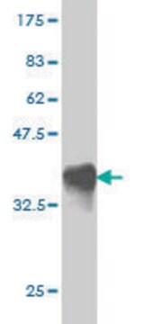 Monoclonal Anti-RHEBL1 antibody produced in mouse clone 4G6, purified immunoglobulin, buffered aqueous solution