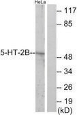 Anti-5-HT-2B antibody produced in rabbit affinity isolated antibody