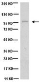 Anti-Laminin-5 (&#947;2 chain) Antibody, clone D4B5 clone D4B5, Chemicon&#174;, from mouse