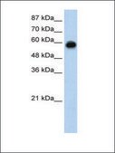 Anti-KEAP1 (AB2) antibody produced in rabbit affinity isolated antibody