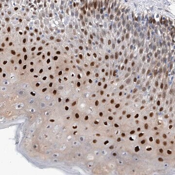 Anti-PHF20 antibody produced in rabbit Prestige Antibodies&#174; Powered by Atlas Antibodies, affinity isolated antibody, buffered aqueous glycerol solution, ab1