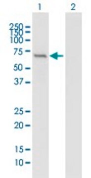 Anti-IFIT1 antibody produced in mouse purified immunoglobulin, buffered aqueous solution