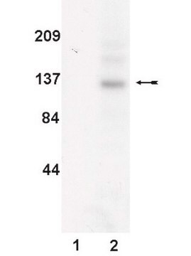 Anti-JAK3 Antibody, clone B32-32 clone B32-32, Upstate&#174;, from mouse