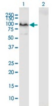 Anti-PCDHB2 antibody produced in mouse purified immunoglobulin, buffered aqueous solution