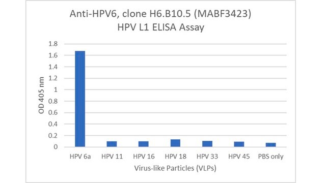 Anti-HPV6 Antibody, clone H6.B10.5
