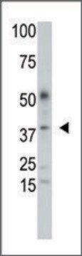 Anti-SULT2B1a/b (C-term) antibody produced in rabbit IgG fraction of antiserum, buffered aqueous solution