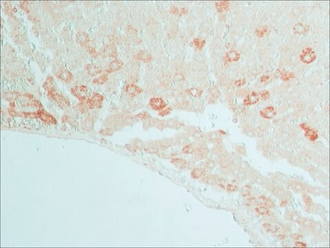 Anti-Connexin-32 (265-279) antibody produced in rabbit affinity isolated antibody, buffered aqueous solution