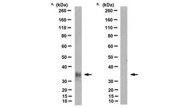 Anti-Prion Protein Antibody, clone POM2 clone POM2, from mouse