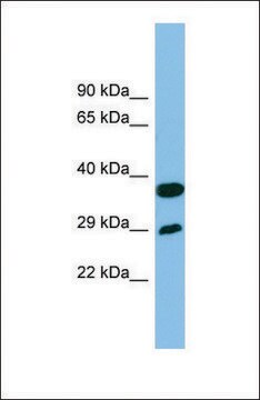 Anti-RTP4 antibody produced in rabbit affinity isolated antibody