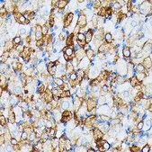 Anti-JAK1 Antibody, clone 7Q1B2, Rabbit Monoclonal
