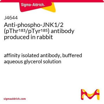 Anti-phospho-JNK1/2 (pThr183/pTyr185) antibody produced in rabbit affinity isolated antibody, buffered aqueous glycerol solution