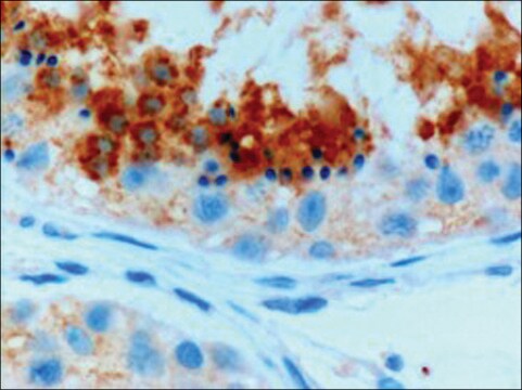 Anti-GPX4 (Isoform A and C) antibody produced in goat affinity isolated antibody, buffered aqueous solution