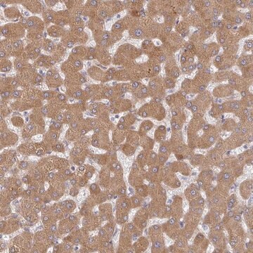Anti-RHEBL1 antibody produced in rabbit Prestige Antibodies&#174; Powered by Atlas Antibodies, affinity isolated antibody, buffered aqueous glycerol solution