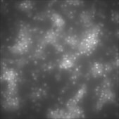 HepaRG&#8482; Cells PERK (-/-) one vial