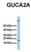 Anti-GUCA2A antibody produced in rabbit affinity isolated antibody