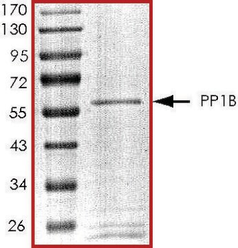 PP1B, active, GST tagged human recombinant, expressed in baculovirus infected Sf9 cells, &#8805;70% (SDS-PAGE), buffered aqueous glycerol solution