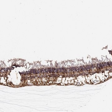 Anti-NPVF antibody produced in rabbit Prestige Antibodies&#174; Powered by Atlas Antibodies, affinity isolated antibody, buffered aqueous glycerol solution