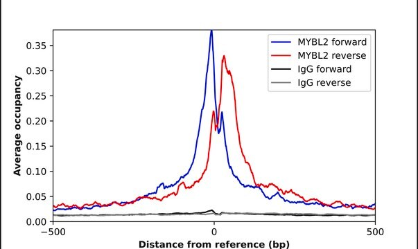 Anti-MYBL2 antibody produced in rabbit Prestige Antibodies&#174; Powered by Atlas Antibodies, affinity isolated antibody
