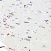 Anti-PIK3CA antibody produced in rabbit